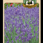 Levanduľa lekárska LAT. NÁZOV: LAVANDULA OFFICINALIS