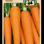 Mrkva obyčajná ODRODA: OLYMPIA LAT. NÁZOV: DAUCUS CAROTA