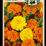 Aksamietnica rozložitá ODRODA: ZMES FARIEB LAT. NÁZOV: TAGETES PATULA