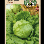 Šalát siaty ODRODA: PRAŽAN LAT. NÁZOV: LACTUCA SATIVA VAR.CAPITATA