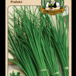 Pažítka ODRODA: PRAŽSKÁ LAT. NÁZOV: ALLIUM SCHOENOPRASUM