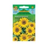 Slnečnica ročná jednoduchá, žltá