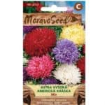 Astra čínska vysoká Americká kráska zmes