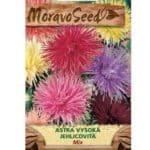 Astra čínska vysoká Ihlicovitá Unicum