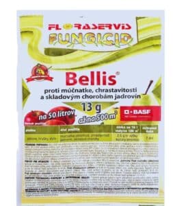 Bellis 13g